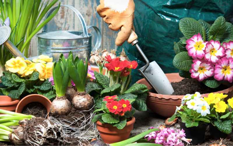 Trois bonnes raisons de prendre soin des plantes ou des jardins